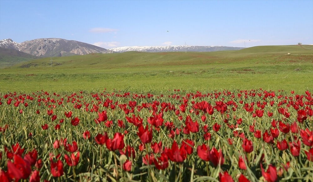 شکوفایی «لاله موش» در کردستان ترکیه؛ از جاذبهای بومی تا سوژهای جهانی برای مستندسازان