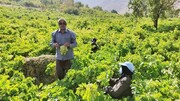 طرح گردشگری کشاورزی روستایی در آذربایجان غربی کلید خورد