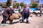 گزارش تصویری کردپرس از بازار سنتی خرید و فروش دام عید قربان در سنندج / عکاس : عرفان کرمی