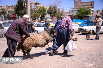 گزارش تصویری کردپرس از بازار سنتی خرید و فروش دام عید قربان در سنندج / عکاس : عرفان کرمی