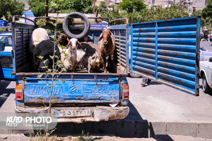 بازار سنتی خرید و فروش دام عید قربان در سنندج / عکاس : عرفان کرمی