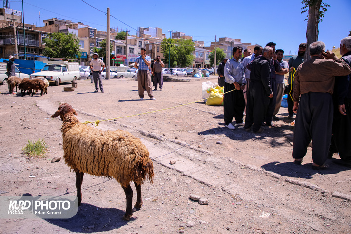 بازار سنتی خرید و فروش دام عید قربان در سنندج / عکاس : عرفان کرمی