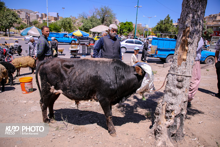 بازار سنتی خرید و فروش دام عید قربان در سنندج / عکاس : عرفان کرمی