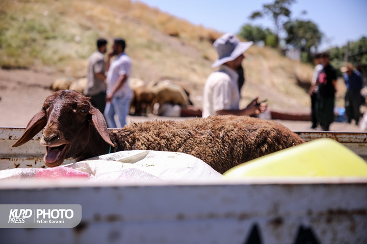 بازار سنتی خرید و فروش دام عید قربان در سنندج / عکاس : عرفان کرمی