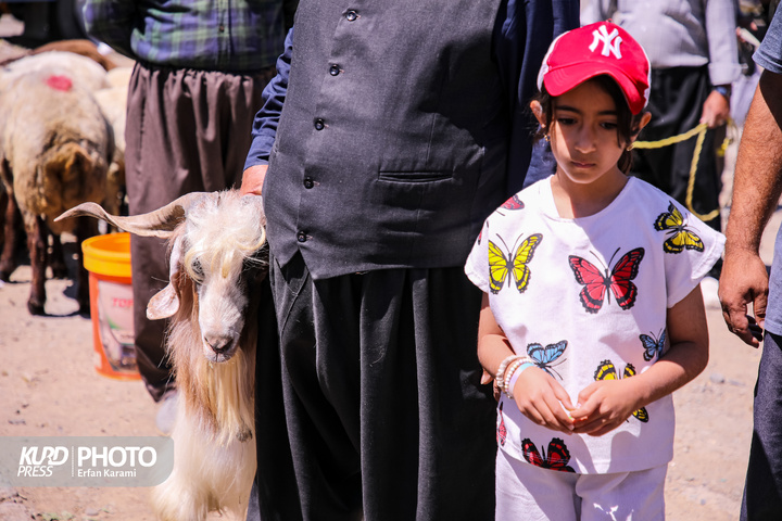 بازار سنتی خرید و فروش دام عید قربان در سنندج / عکاس : عرفان کرمی