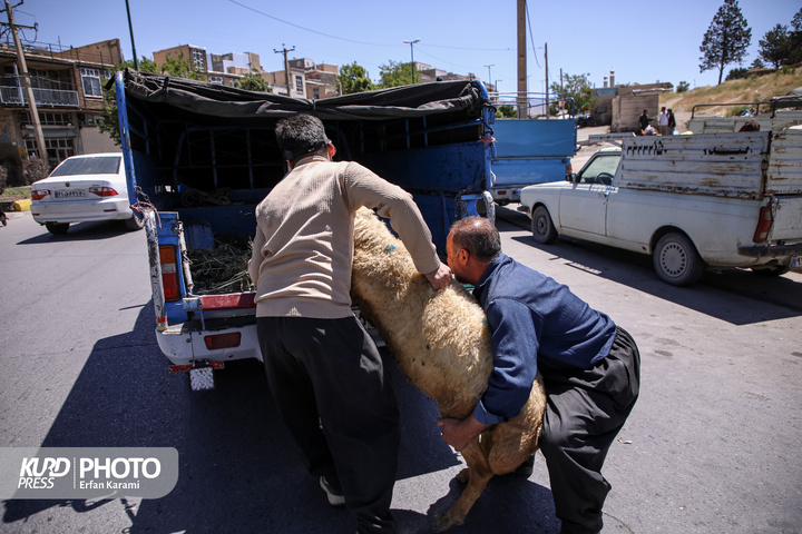 بازار سنتی خرید و فروش دام عید قربان در سنندج / عکاس : عرفان کرمی
