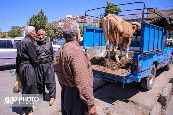 بازار سنتی خرید و فروش دام عید قربان در سنندج / عکاس : عرفان کرمی