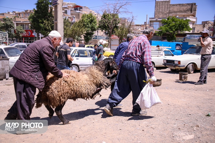 بازار سنتی خرید و فروش دام عید قربان در سنندج / عکاس : عرفان کرمی