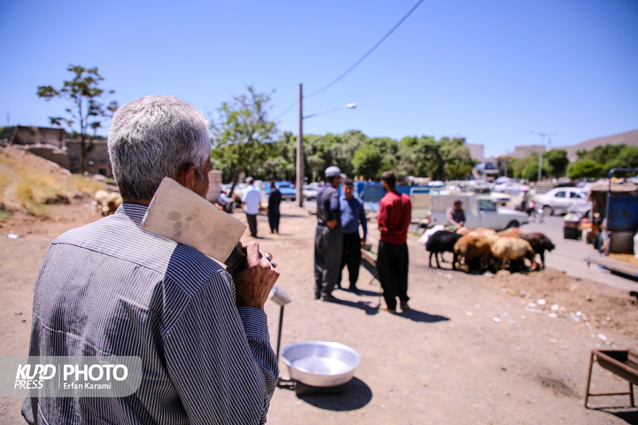 بازار سنتی خرید و فروش دام عید قربان در سنندج / عکاس : عرفان کرمی