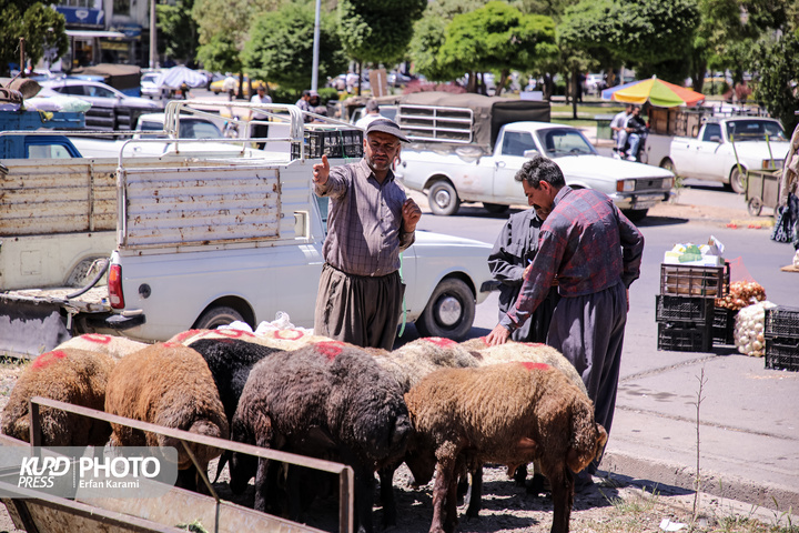 بازار سنتی خرید و فروش دام عید قربان در سنندج / عکاس : عرفان کرمی