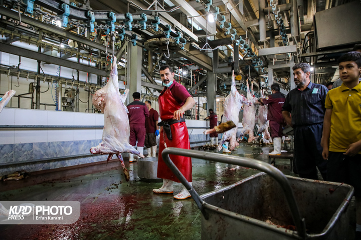 فعالیت کشتارگاه دام سنندج در روز عید قربان / عکاس : عرفان کرمی