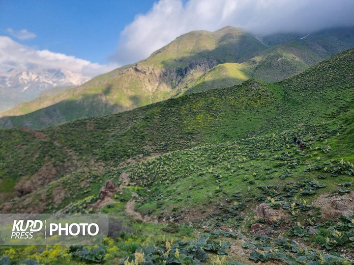 عکس طبیعت