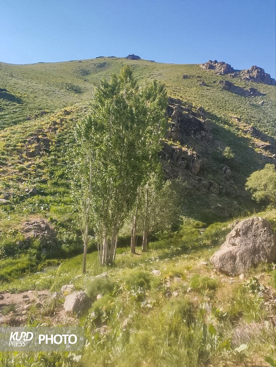 چهل چشمه
