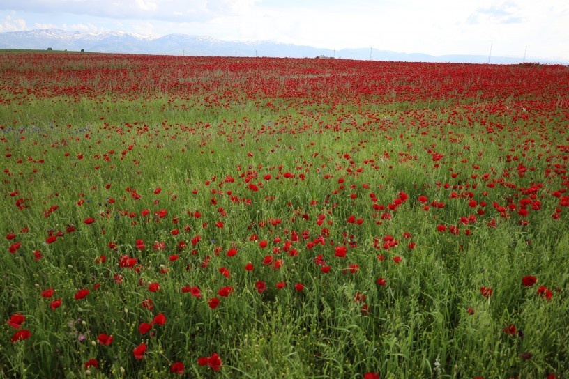دشت موش غرق در سرخی شقایق‌ها