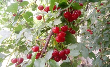 رتبه اول تولید آلبالو در ایران به آذربایجان غربی رسید