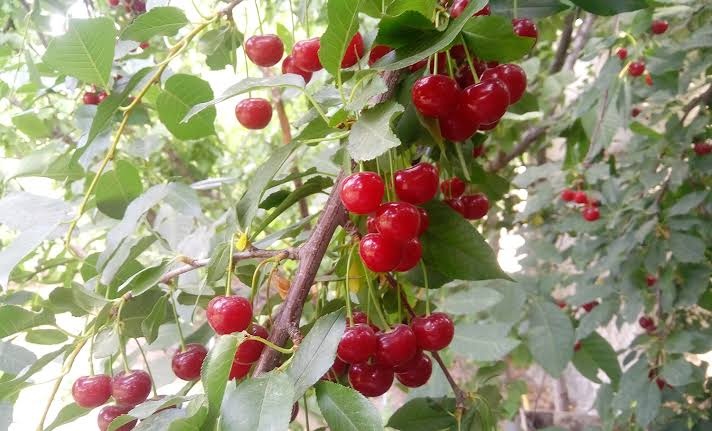 رتبه اول تولید آلبالو در ایران به آذربایجان غربی رسید