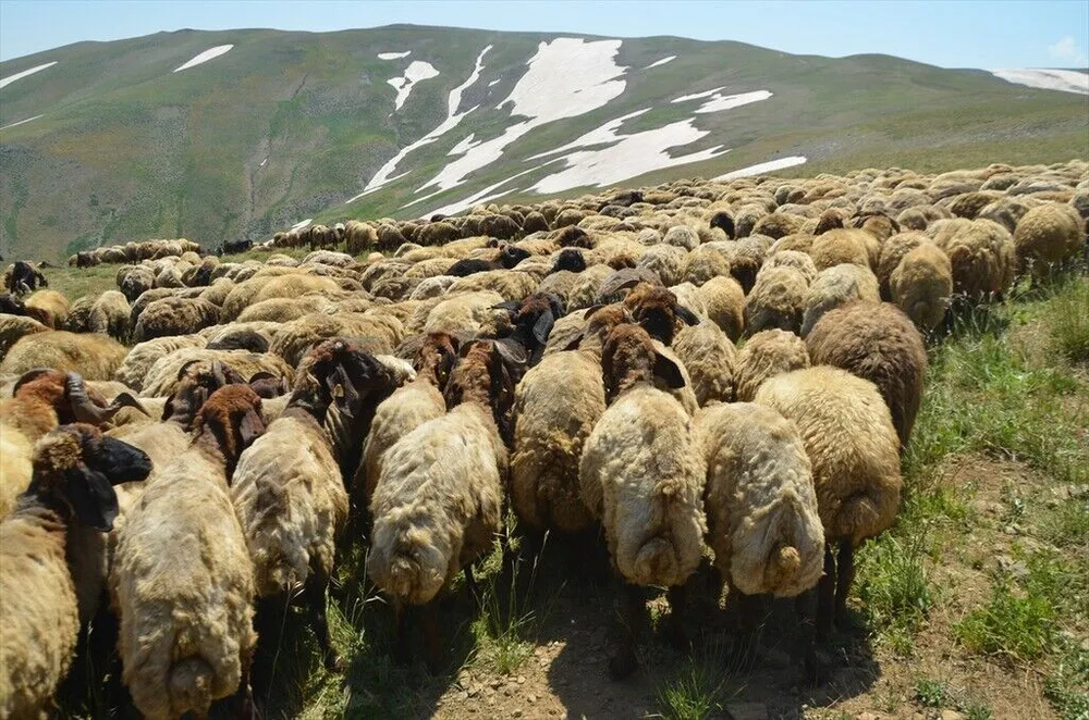تصاویر کوچ‌نشینان کُرد در دامنه‌های برفی و زیبای کوه کورتیک کردستان ترکیه