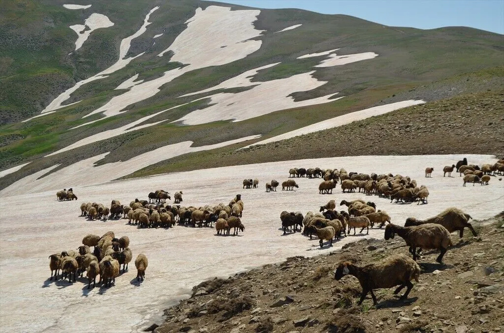 تصاویر کوچ‌نشینان کُرد در دامنه‌های برفی و زیبای کوه کورتیک کردستان ترکیه