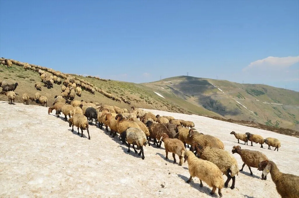 تصاویر کوچ‌نشینان کُرد در دامنه‌های برفی و زیبای کوه کورتیک کردستان ترکیه