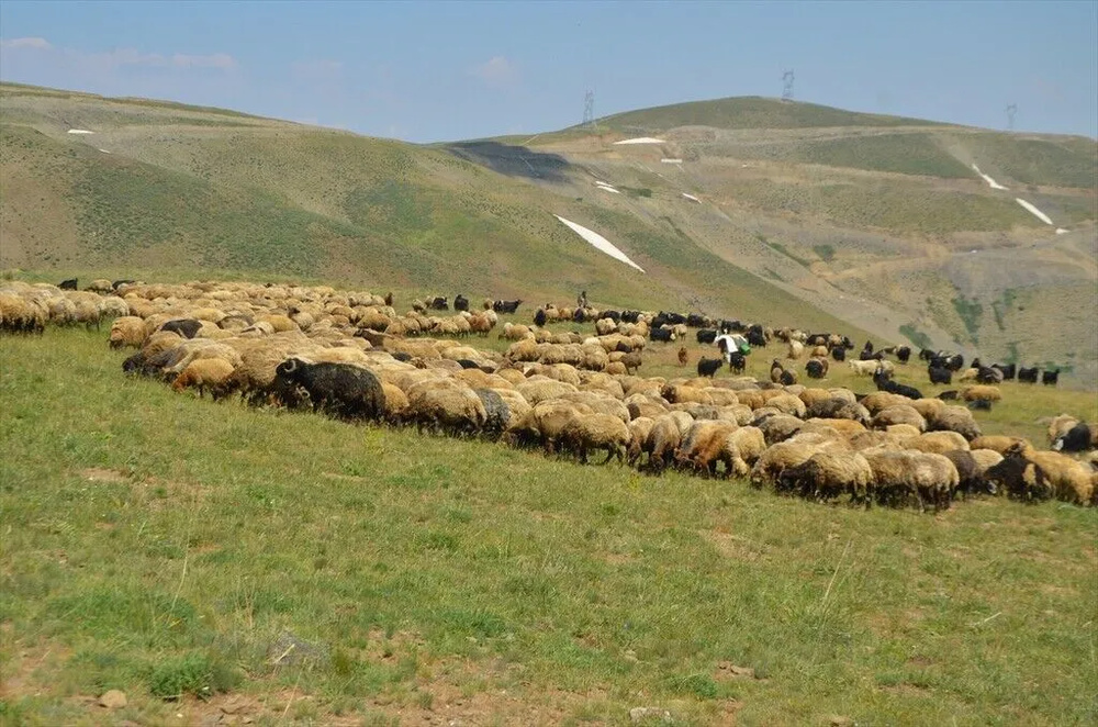 تصاویر کوچنشینان کُرد در دامنههای برفی و زیبای کوه کورتیک کردستان ترکیه