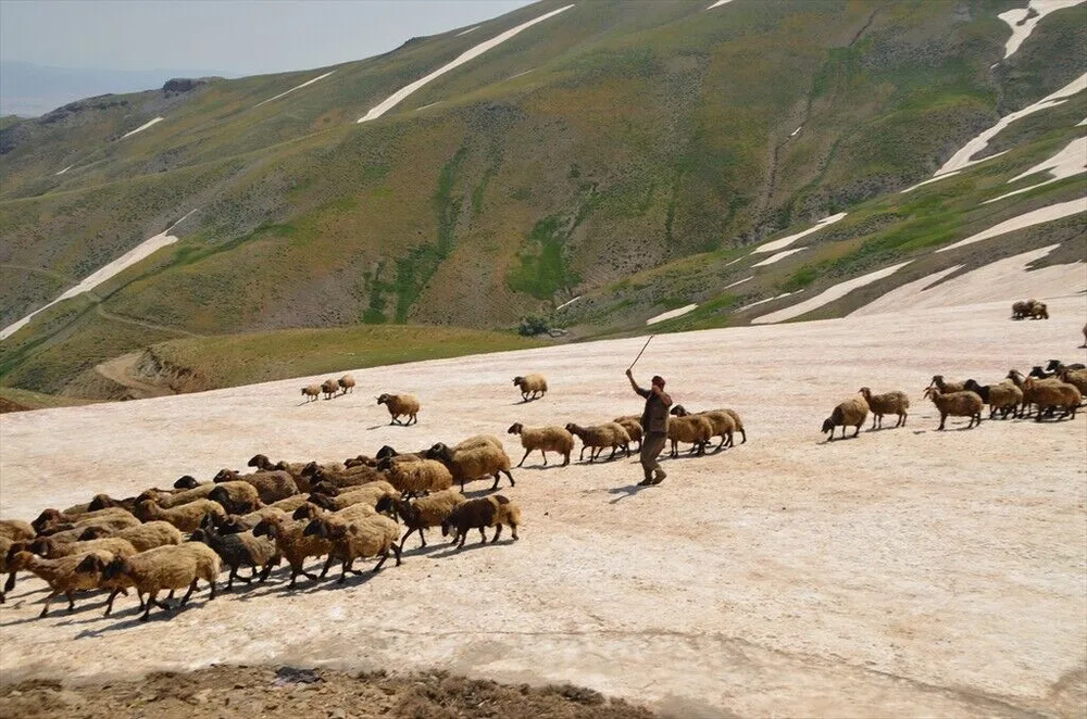 تصاویر کوچ‌نشینان کُرد در دامنه‌های برفی و زیبای کوه کورتیک کردستان ترکیه