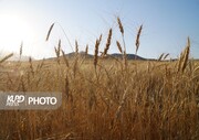 تنش آبی و سرمای بهاره تولید گندم در قروه را کاهش داد