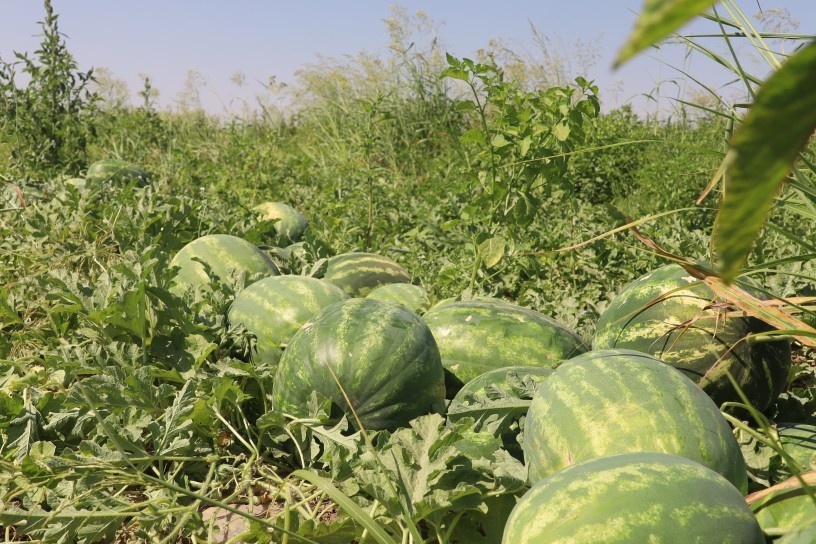 برداشت هندوانه مشهور دیاربکر آغاز شد؛ افزایش هزینه‌ها و افت قیمت، کشاورزان را نگران کرده است