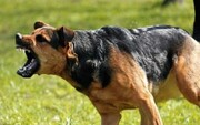 Stray dog ​​kills 3-year-old child