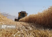 خرید بیش از ۱۲۰ هزار تن گندم از کشاورزان کردستان توسط شبکه تعاون روستایی