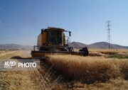برداشت خوشه های طلایی زیر شلاق تنش آبی در قروه