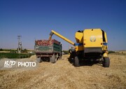 خرید تضمینی گندم در آذربایجان غربی از ٢٨٤ هزار تن فراتر رفت