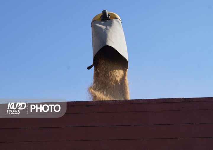 برداشت گندم