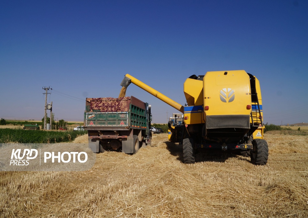 سوز دل گندمکاران قروه ای؛ از برداشت بی رویه تا عدالت تبعیضی
