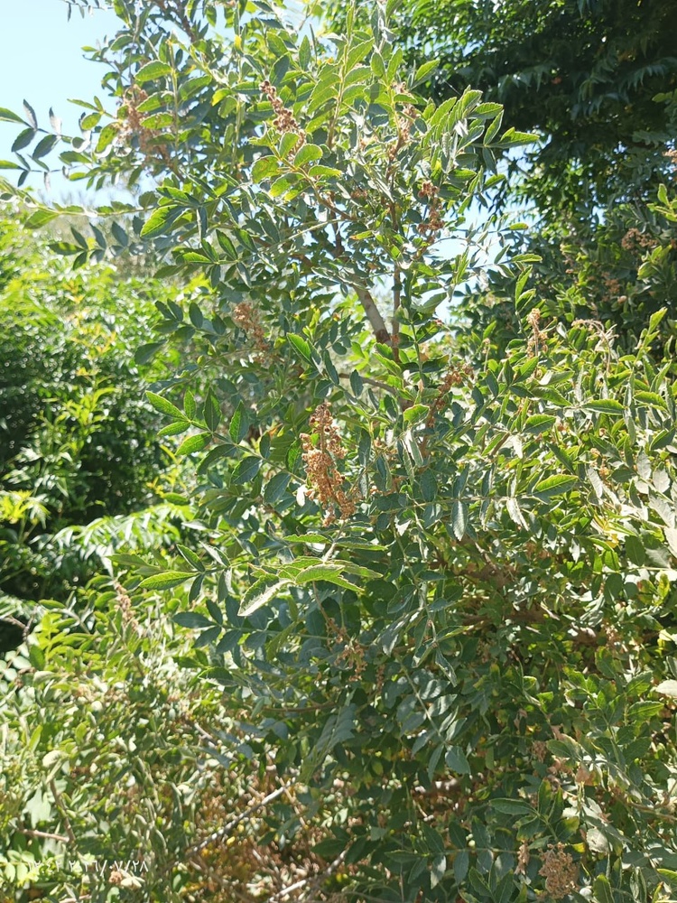 آغاز فصل برداشت سماق در عفرین؛ «محصول سرخ» منبع درآمد خانواده‌های روستایی