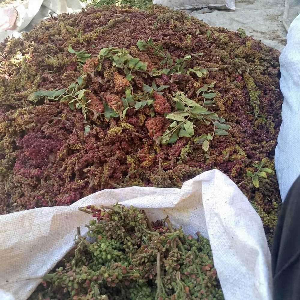 آغاز فصل برداشت سماق در عفرین؛ «محصول سرخ» منبع درآمد خانواده‌های روستایی