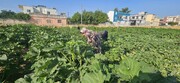 «باغ زنان» در ریحا؛ الگویی برای تولید جمعی و استقلال اقتصادی زنان + فیلم