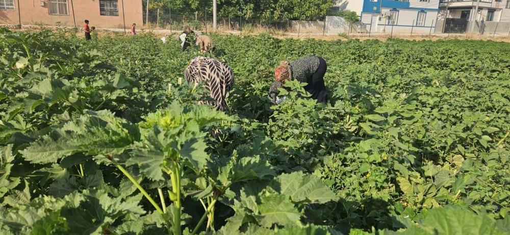 «باغ زنان» در ریحا؛ الگویی برای تولید جمعی و استقلال اقتصادی زنان + فیلم