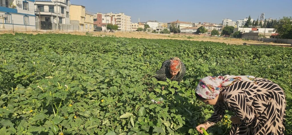 «باغ زنان» در ریحا؛ الگویی برای تولید جمعی و استقلال اقتصادی زنان + فیلم