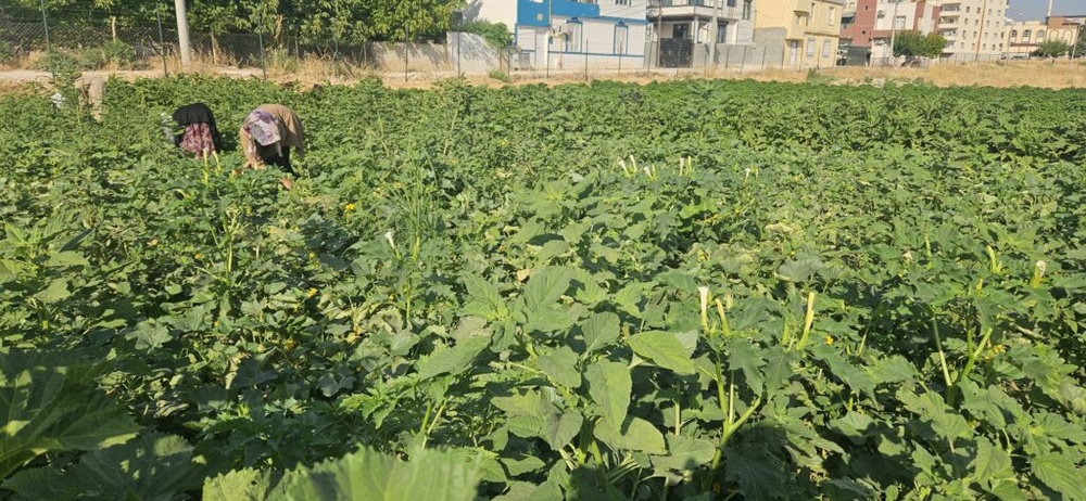 «باغ زنان» در ریحا؛ الگویی برای تولید جمعی و استقلال اقتصادی زنان + فیلم