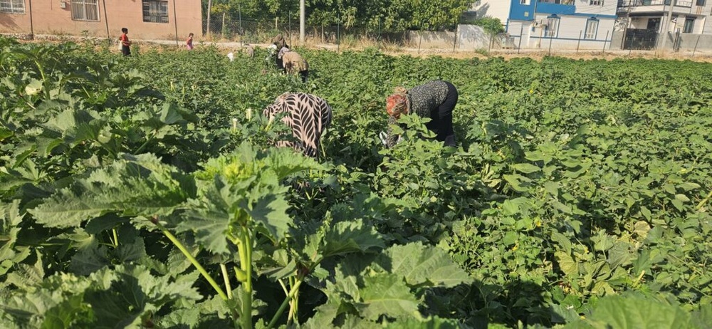 «باغ زنان» در ریحا؛ الگویی برای تولید جمعی و استقلال اقتصادی زنان + فیلم