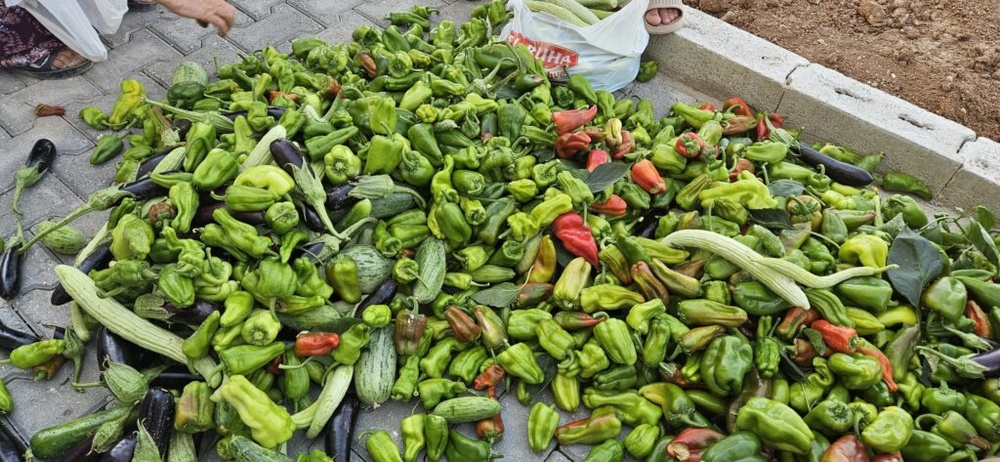 «باغ زنان» در ریحا؛ الگویی برای تولید جمعی و استقلال اقتصادی زنان + فیلم