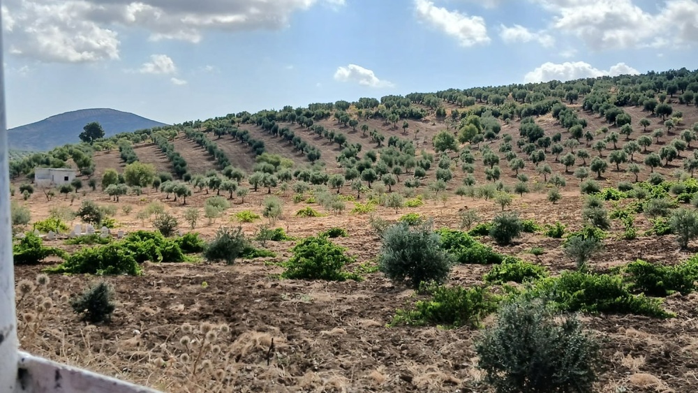 تصاویر تابستانی از طبیعت عفرین؛ دشتهای زیتون و سد میدانکی در قاب دوربین