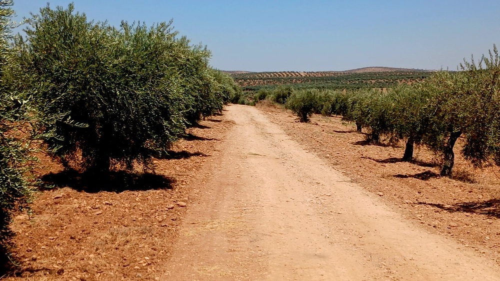 تصاویر تابستانی از طبیعت عفرین؛ دشت‌های زیتون و سد میدانکی در قاب دوربین