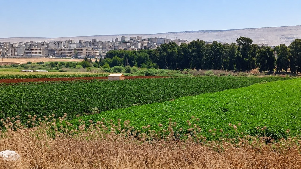 تصاویر تابستانی از طبیعت عفرین؛ دشت‌های زیتون و سد میدانکی در قاب دوربین