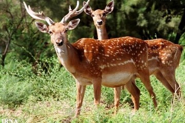 نذر طبیعت در حمایت از گوزن زرد ایرانی در ارومیه