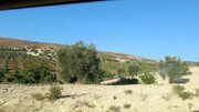 اخاذی ۳۵ درصدی از محصولات کشاورزان عفرین