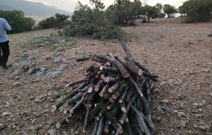 قاتلان ۲ هزار درخت بلوط دستگیر شدند 