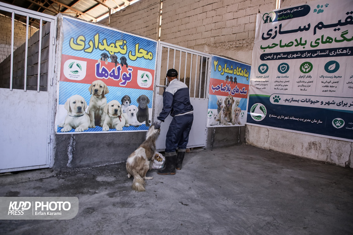 مرکز جمع‌آوری سگ‌های بلاصاحب شهرداری سنندج/ عکاس :عرفان کرمی