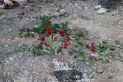 یادبود عضو جانباخته زنان PKK در موش؛ اعتراض به خشونت‌های جنگی علیه زنان
