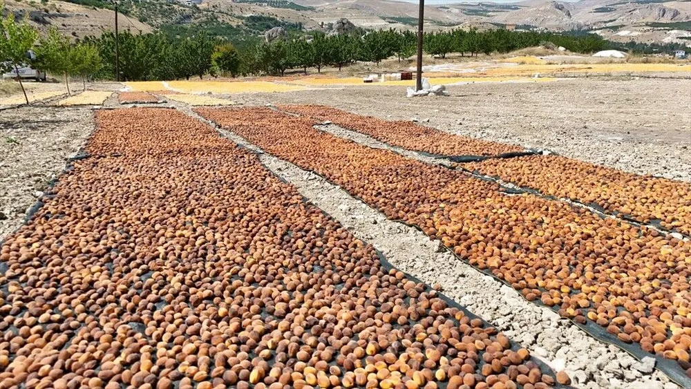 زردآلوهای چاق و مشهور مالاتیا + تصاویر